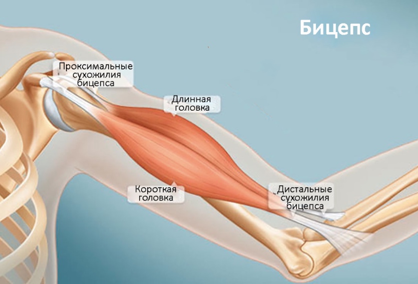 Техника глубокого дыхания для расслабления мышц