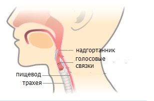 Если эти способы не помогают, можно попробовать другие методы. Приложите небольшое усилие, чтобы задержать дыхание после полного вдоха, а затем выдохните медленно. Выполнение этого упражнения несколько раз подряд поможет расслабить мышцы диафрагмы и избавиться от икоты. Кроме того, можно попробовать активировать рефлекс глотания, который может прервать икоту. Для этого, достаточно активно попытаться глотнуть слюну или провести по горлу нить одежды.