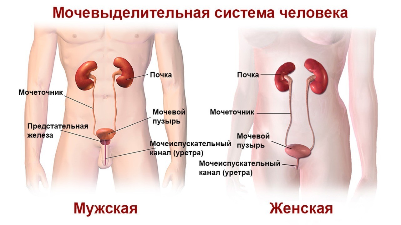 Различия в анатомии и физиологии