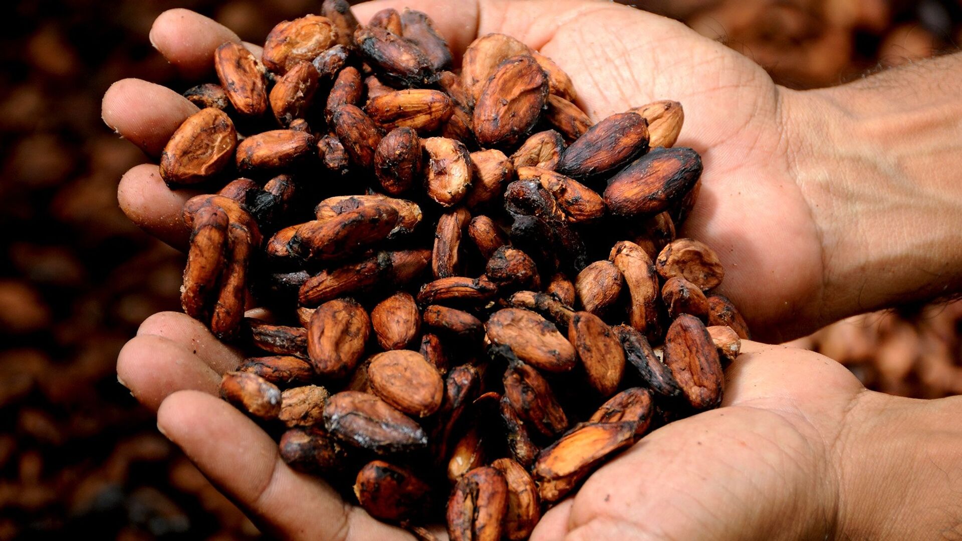 Просто необходим зимой ученые рассказали о пользе какао