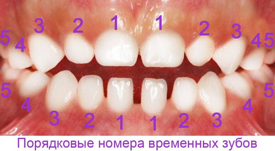 Время смены молочных зубов