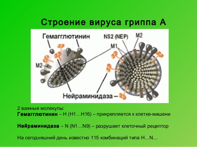 Лечение свиного гриппа