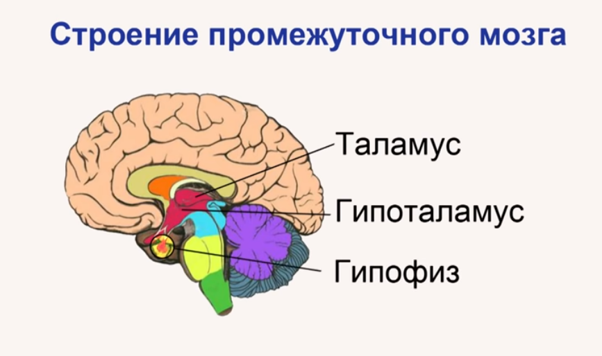 Структура мозга: основные части и функции
