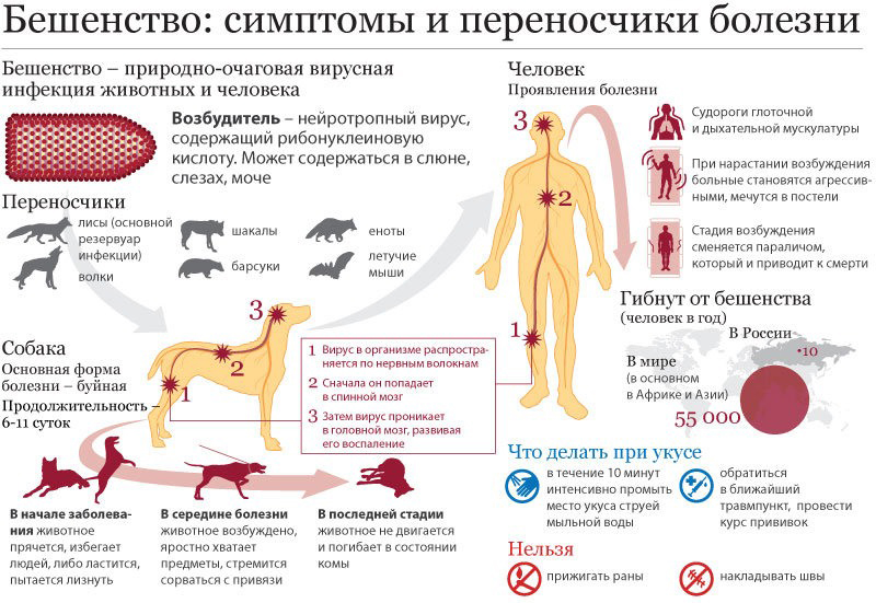 Какие болезни собак опасны для человека