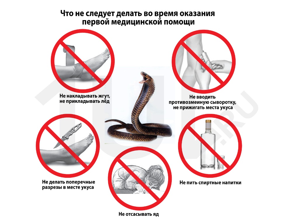Что делать при укусе змеи?