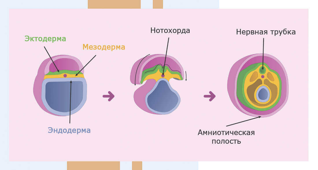 Правильная дозировка витамина Е