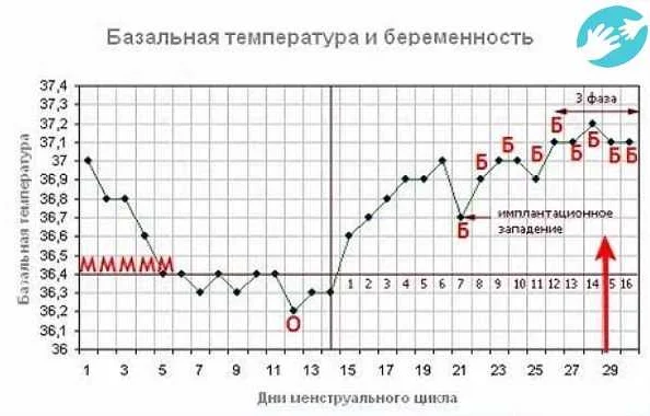 Особенности базальной температуры при беременности