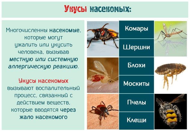 Репелленты от укусов насекомых