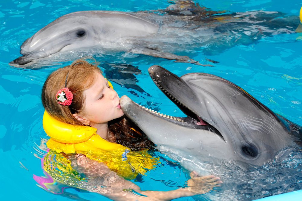 Что дает купание с дельфинами