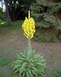 Лечебные свойства фото коровяка Рецепты народной медицины