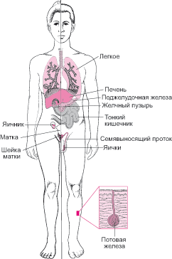 Что такое фиброз Симптомы фото лечение