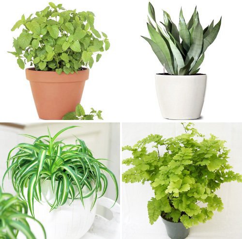 Комнатные растения для детской комнаты какие лучше